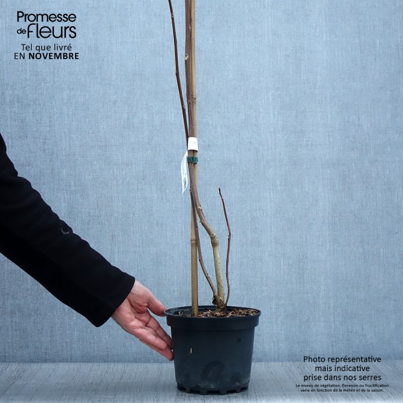 Exemplar von Idesia polycarpa - Orangenkirsche Topf mit 2L/3L wie im Herbst geliefert