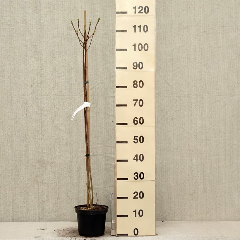 Exemplar von Idesia polycarpa - Orangenkirsche Topf mit 2L/3L wie im Frühjahr geliefert