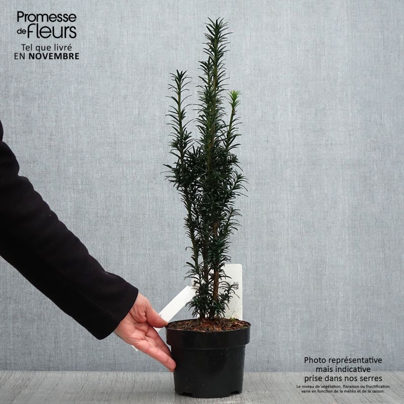 Exemplar von Säuleneibe Black Tower - Taxus baccata fastigiata Topf mit 2L/3L wie im Herbst geliefert