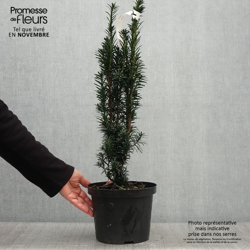 Exemplar von Säuleneibe Black Tower - Taxus baccata fastigiata Topf mit 4L/5L wie im Herbst geliefert