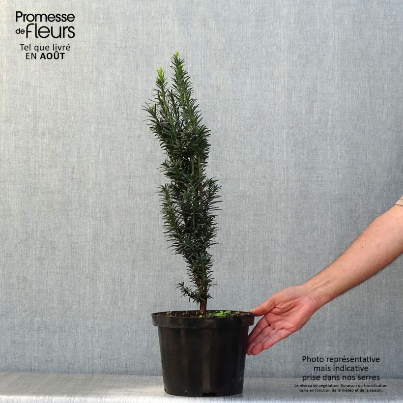 Exemplar von Säuleneibe Black Tower - Taxus baccata fastigiata Topf mit 4L/5L wie im Sommer geliefert