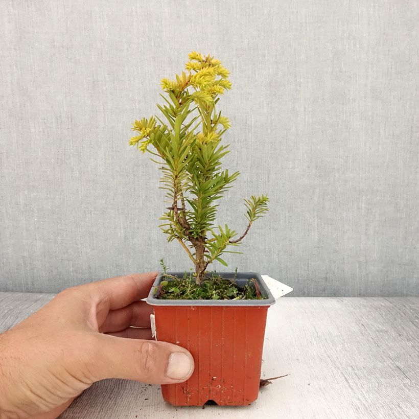 Exemplar von Eibe Kupfergold - Taxus baccata Kleine Töpfe von 8/9 cm wie im Sommer geliefert