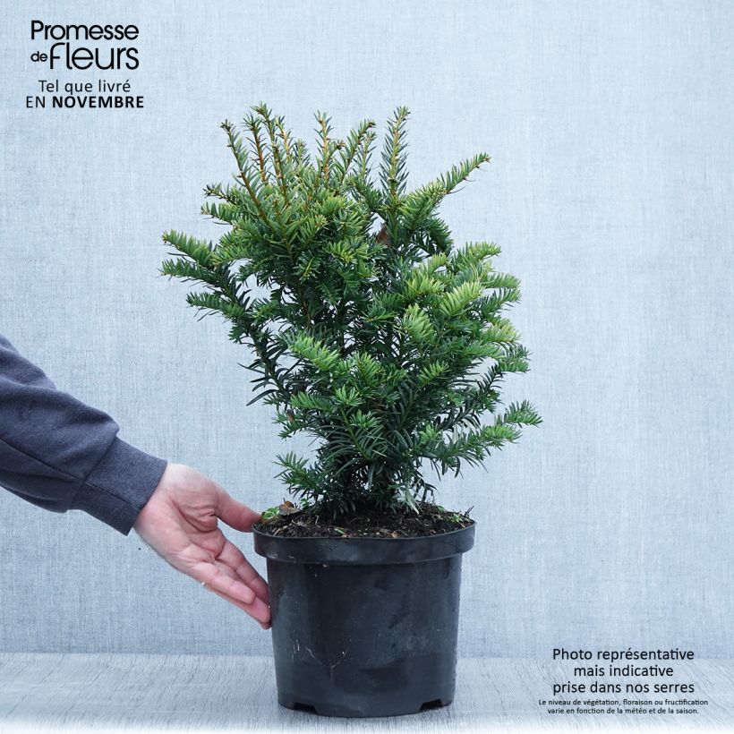 Exemplar von Eibe Kupfergold - Taxus baccata Topf mit 4L/5L wie im Herbst geliefert