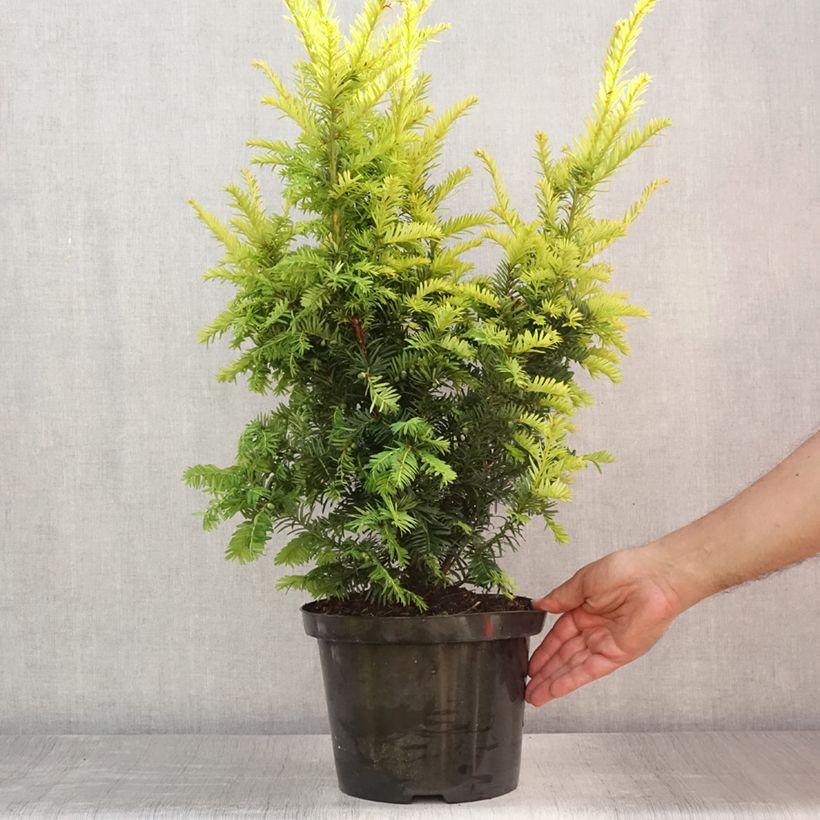 Exemplar von Eibe Kupfergold - Taxus baccata Topf mit 4L/5L wie im Sommer geliefert