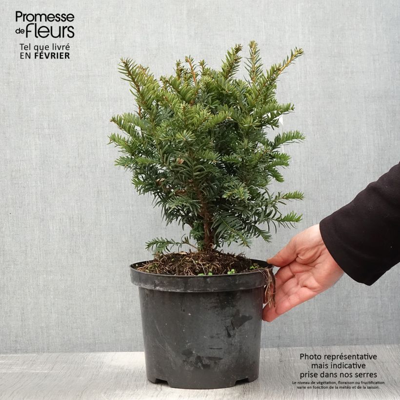 Exemplar von Eibe Kupfergold - Taxus baccata Topf mit 4L/5L wie im Winter geliefert