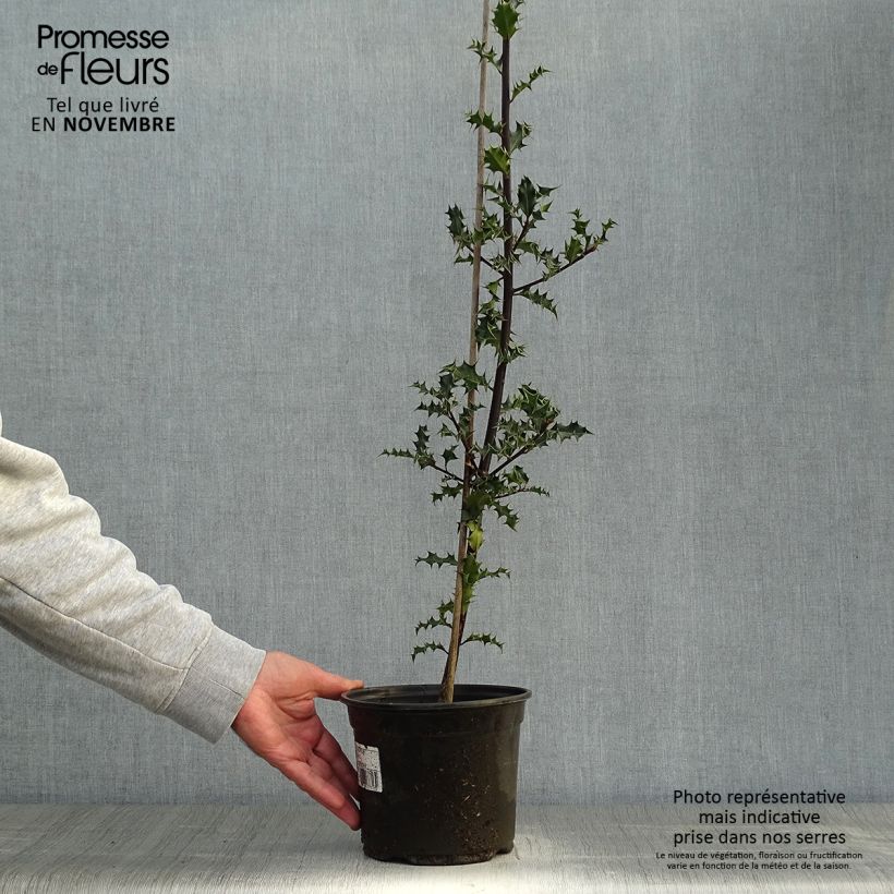 Exemplar von Europäische Stechpalme - Ilex aquifolium Topf mit 2L/3L wie im Herbst geliefert