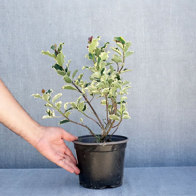 Exemplar von Stechpalme Madame Briot - Ilex aquifolium Topf mit 3L/4L wie im Sommer geliefert