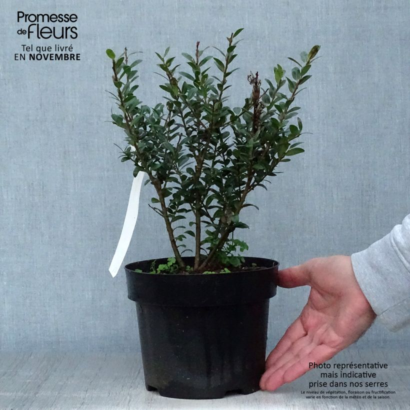 Exemplar von Japanische Stechpalme Caroline Upright - Ilex crenata Topf mit 2L/3L wie im Herbst geliefert