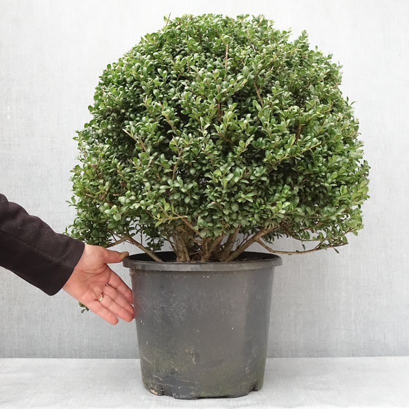 Exemplar von Japanische Stechpalme Convexa - Ilex crenata Topf mit 7,5L/10L wie im Winter geliefert