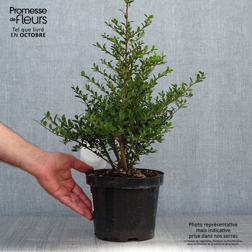 Exemplar von Japanische Stechpalme Stokes - Ilex crenata Topf mit 2L/3L wie im Herbst geliefert