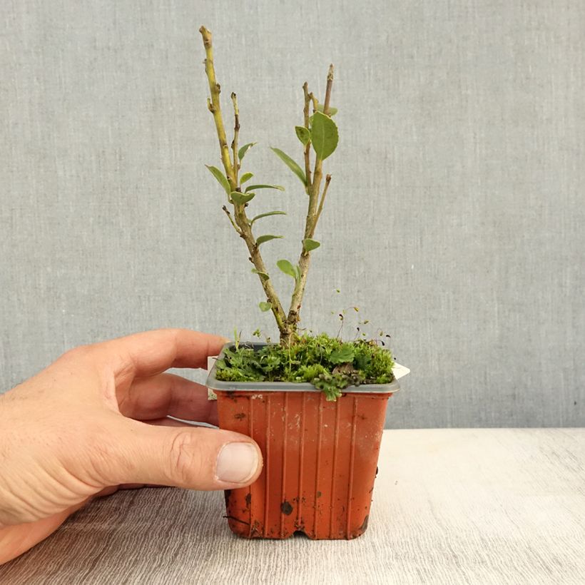 Exemplar von Ilex maximowicziana Kanehirae - Stechpalme Kleine Töpfe von 8/9 cm wie im Herbst geliefert
