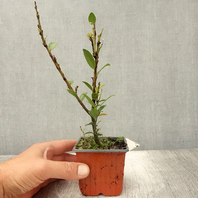 Exemplar von Ilex maximowicziana Kanehirae - Stechpalme Kleine Töpfe von 8/9 cm wie im Sommer geliefert