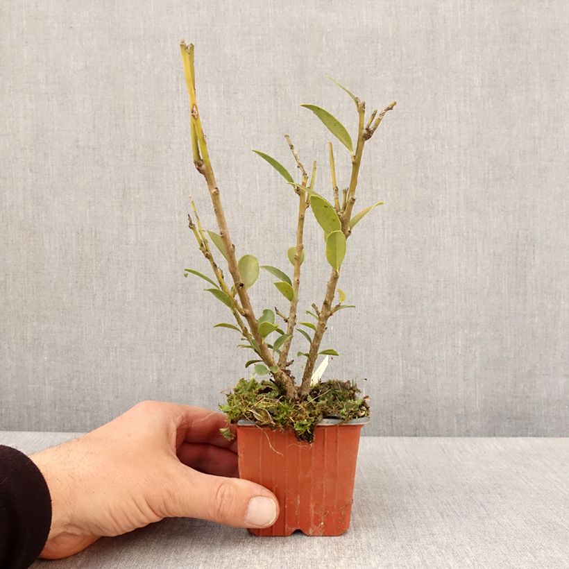 Exemplar von Ilex maximowicziana Kanehirae - Stechpalme Kleine Töpfe von 8/9 cm wie im Frühjahr geliefert