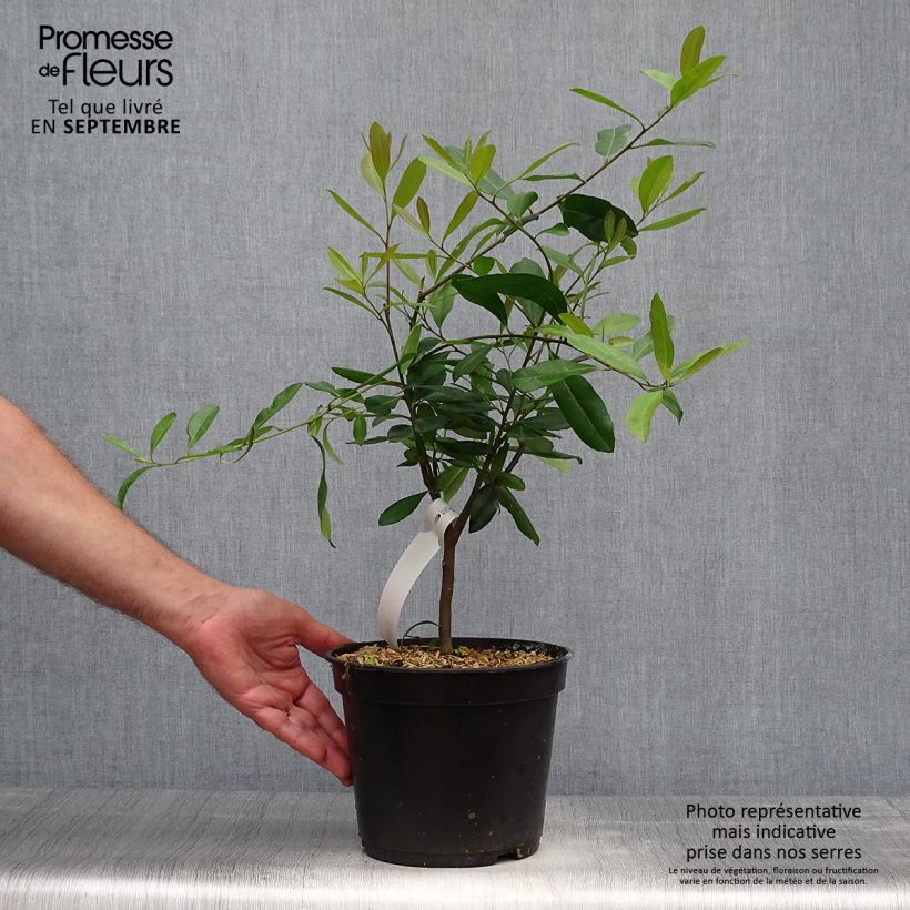 Exemplar von Ilex paraguariensis - Mateteestrauch Topf mit 3L/4L wie im Herbst geliefert
