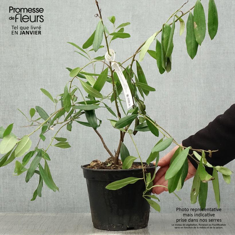 Exemplar von Ilex paraguariensis - Mateteestrauch Topf mit 3L/4L wie im Winter geliefert