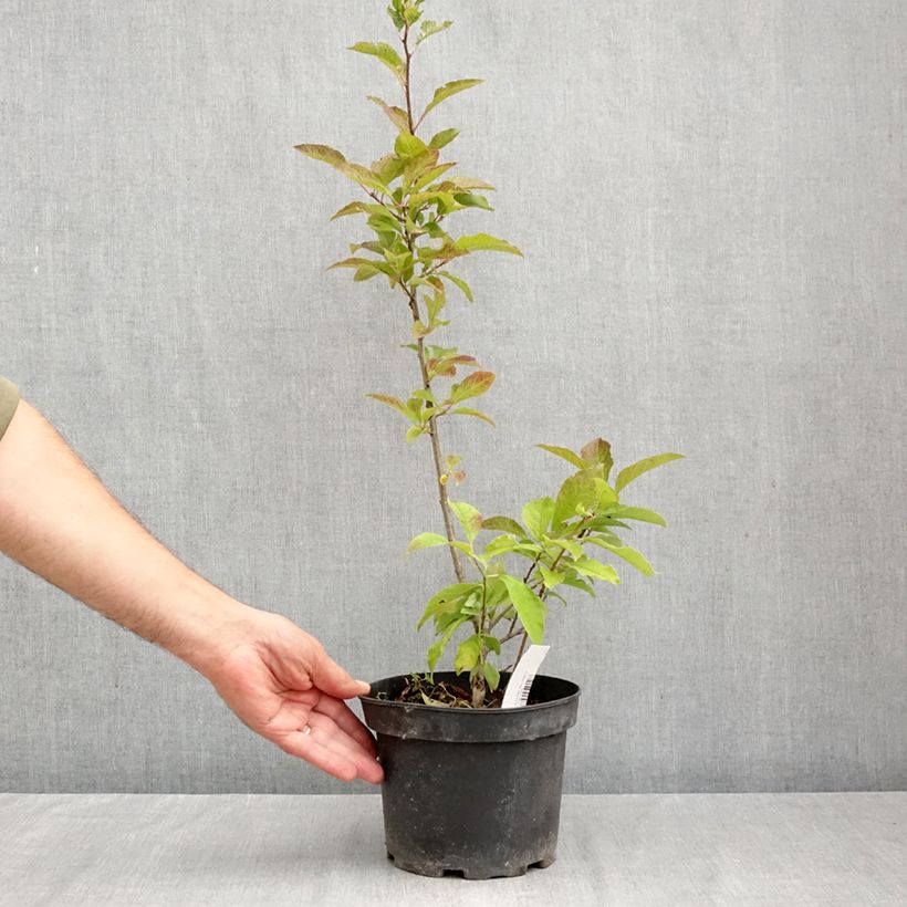 Exemplar von Ilex verticillata - Korallenhülse Topf mit 3L/4L wie im Herbst geliefert