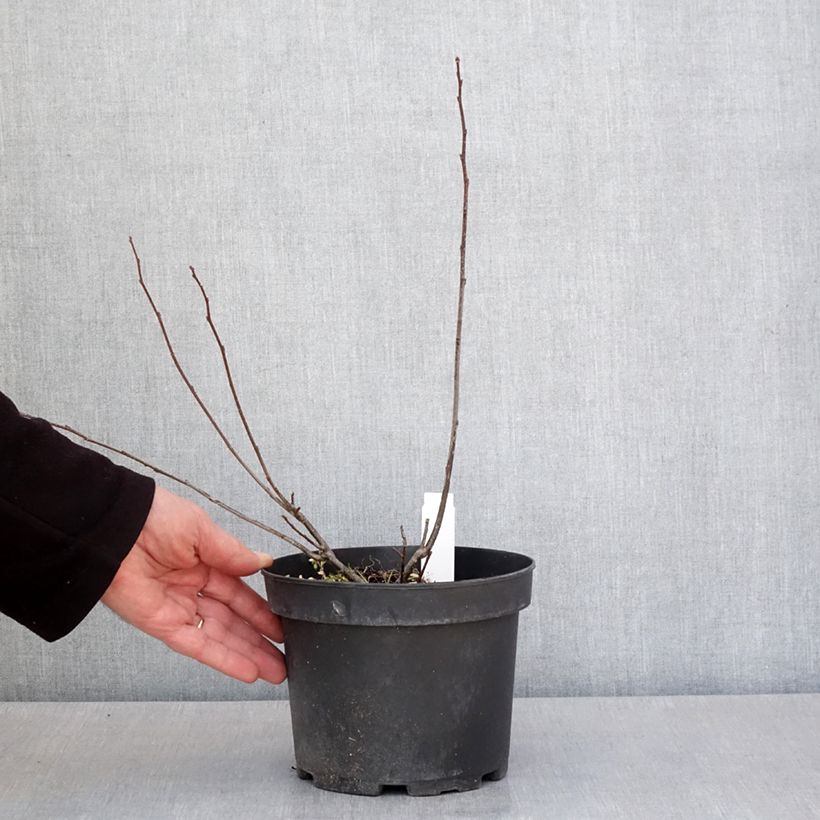 Exemplar von Ilex verticillata - Korallenhülse Topf mit 3L/4L wie im Frühjahr geliefert