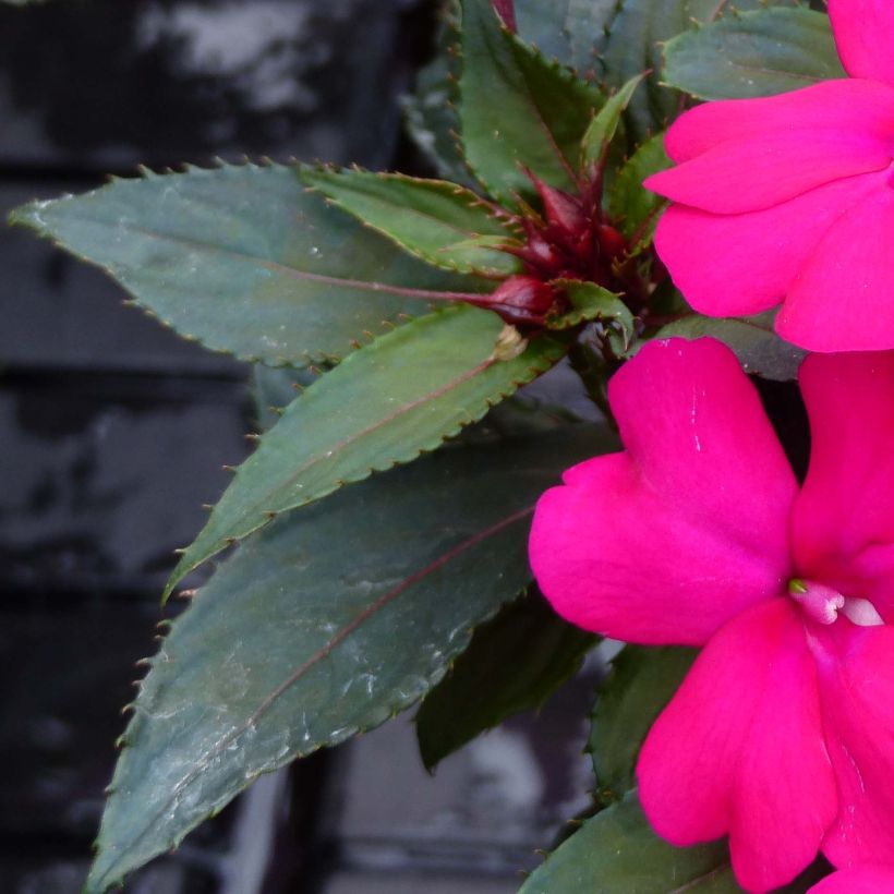 Sonnenlieschen SunPatiens Compact Purple - Impatiens (Laub)