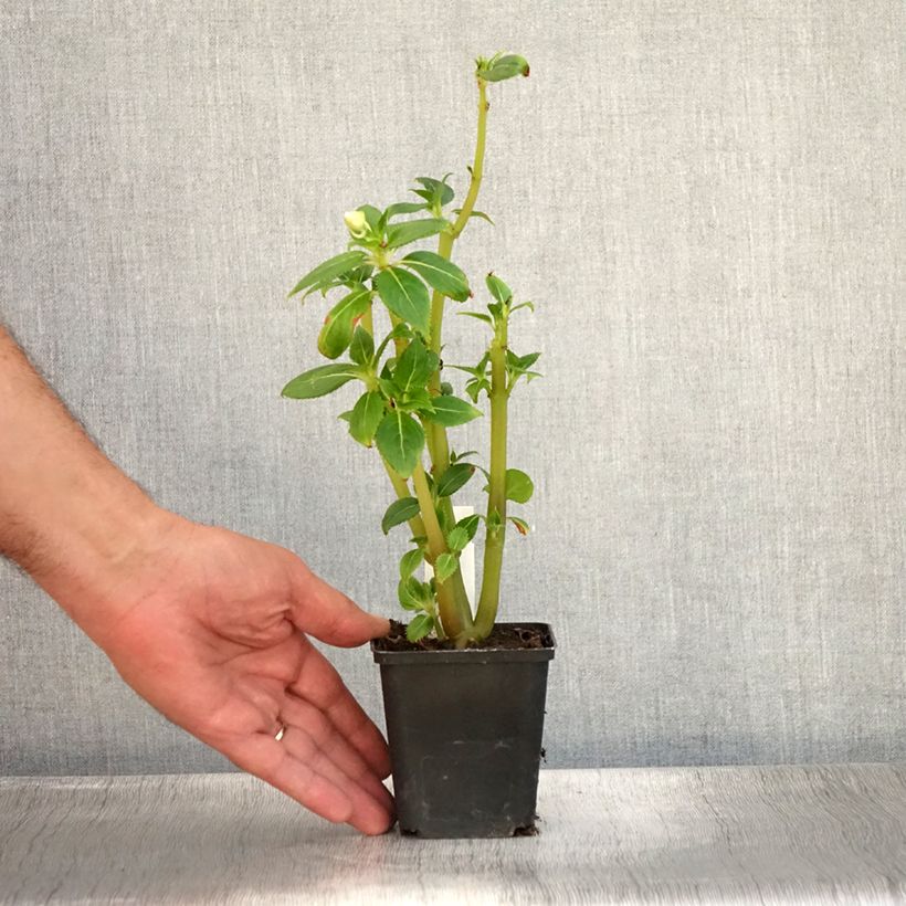 Exemplar von Sonnenlieschen SunPatiens Vigorous Clear White - Impatiens Kleine Töpfe von 8/9 cm wie im Sommer geliefert