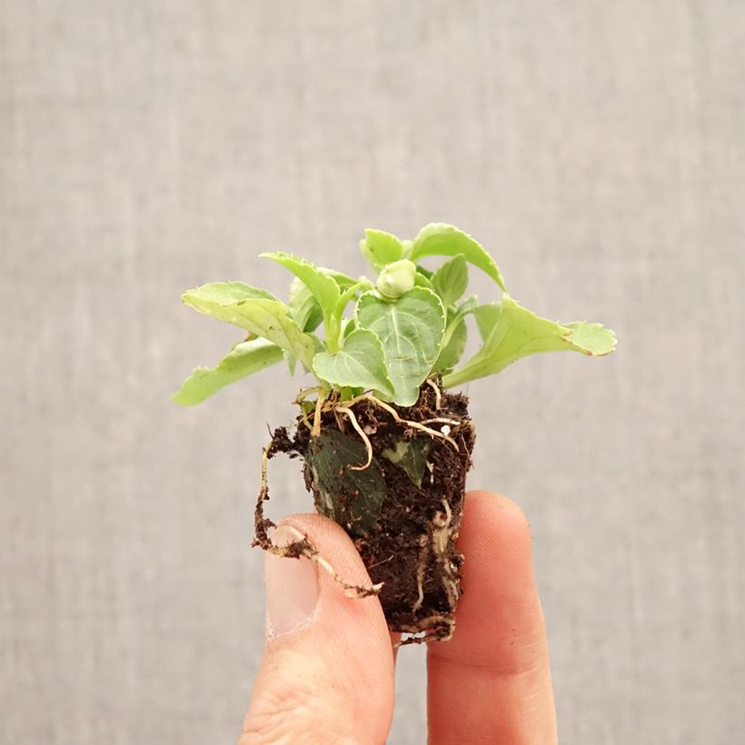 Exemplar von Fleißige Lieschen Glimmer Appleblossom - Impatiens walleriana Mini-Plug Ø 3/4 cm wie im Frühjahr geliefert