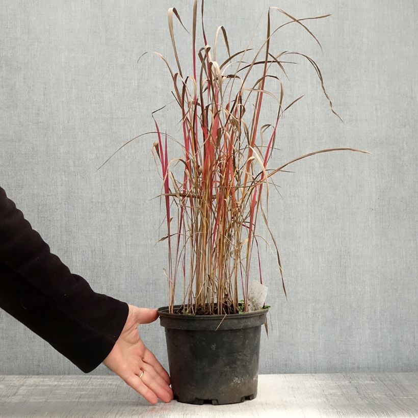 Exemplar von Imperata cylindrica Red Baron - Alang-Alang-Gras Topf mit 2L/3L wie im Herbst geliefert