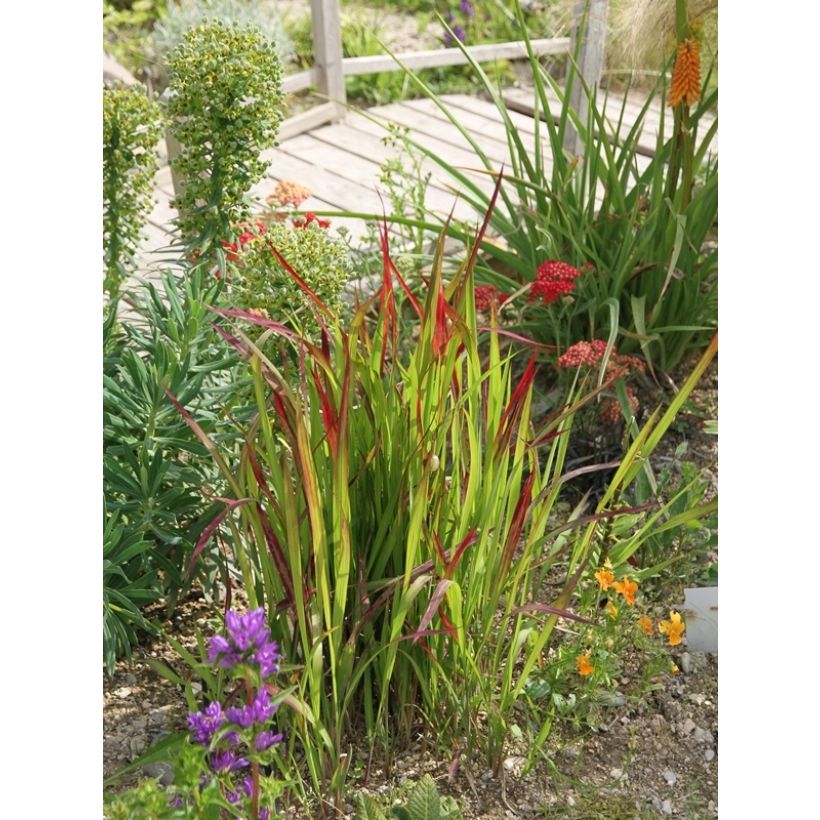 Imperata cylindrica Red Baron - Alang-Alang-Gras (Hafen)