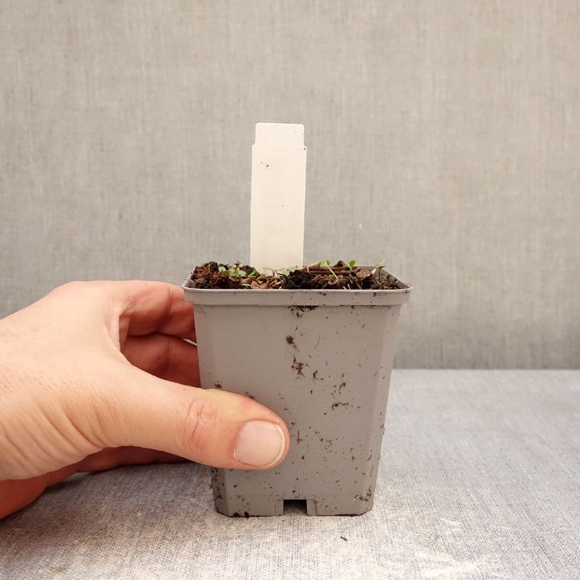 Exemplar von Incarvillea delavayi - Freilandgloxinie Kleine Töpfe von 8/9 cm Kaliber/Größe I wie im Winter geliefert