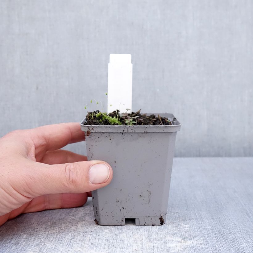 Exemplar von Incarvillea delavayi - Freilandgloxinie Kleine Töpfe von 8/9 cm Kaliber/Größe I wie im Frühjahr geliefert