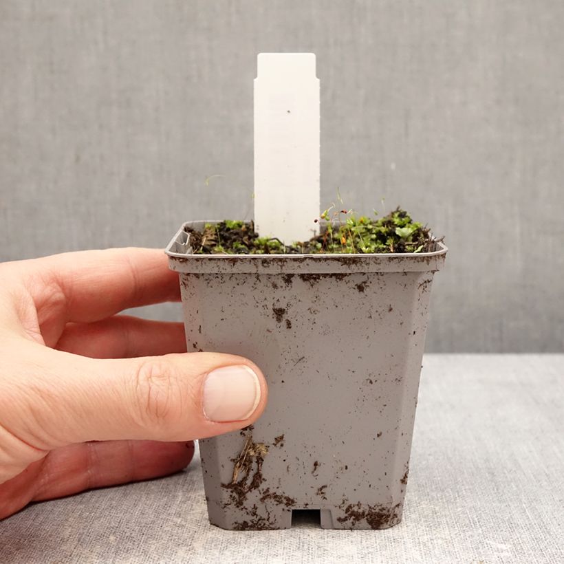 Exemplar von Incarvillea delavayi Snowtop - Freilandgloxinie Kleine Töpfe von 8/9 cm Kaliber/Größe I wie im Winter geliefert