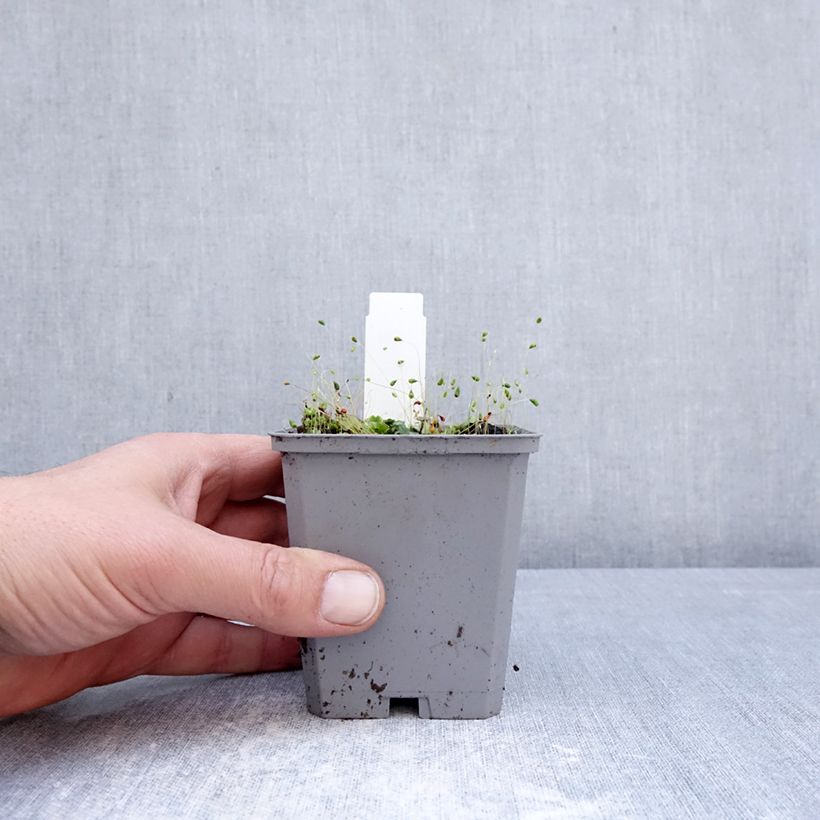 Exemplar von Incarvillea delavayi Snowtop - Freilandgloxinie Kleine Töpfe von 8/9 cm Kaliber/Größe I wie im Frühjahr geliefert