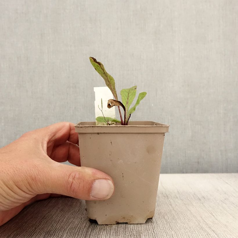 Exemplar von Inula orientalis - Orientalischer Alant Kleine Töpfe von 8/9 cm wie im Herbst geliefert