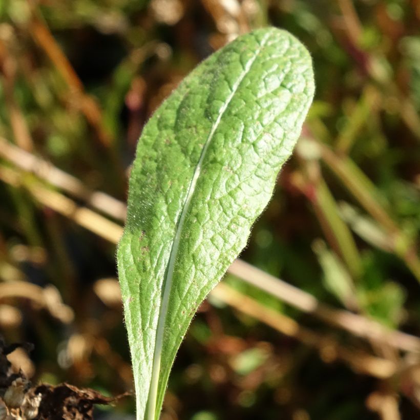 Inula orientalis - Orientalischer Alant (Laub)