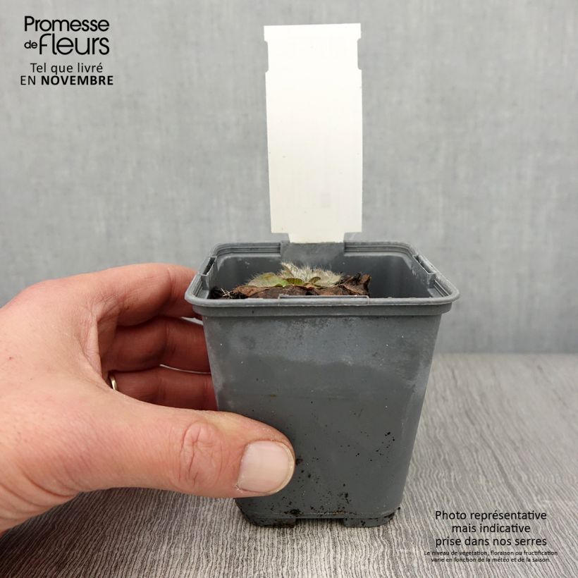 Exemplar von Inula rhizocephala - Alant Kleine Töpfe von 8/9 cm wie im Herbst geliefert
