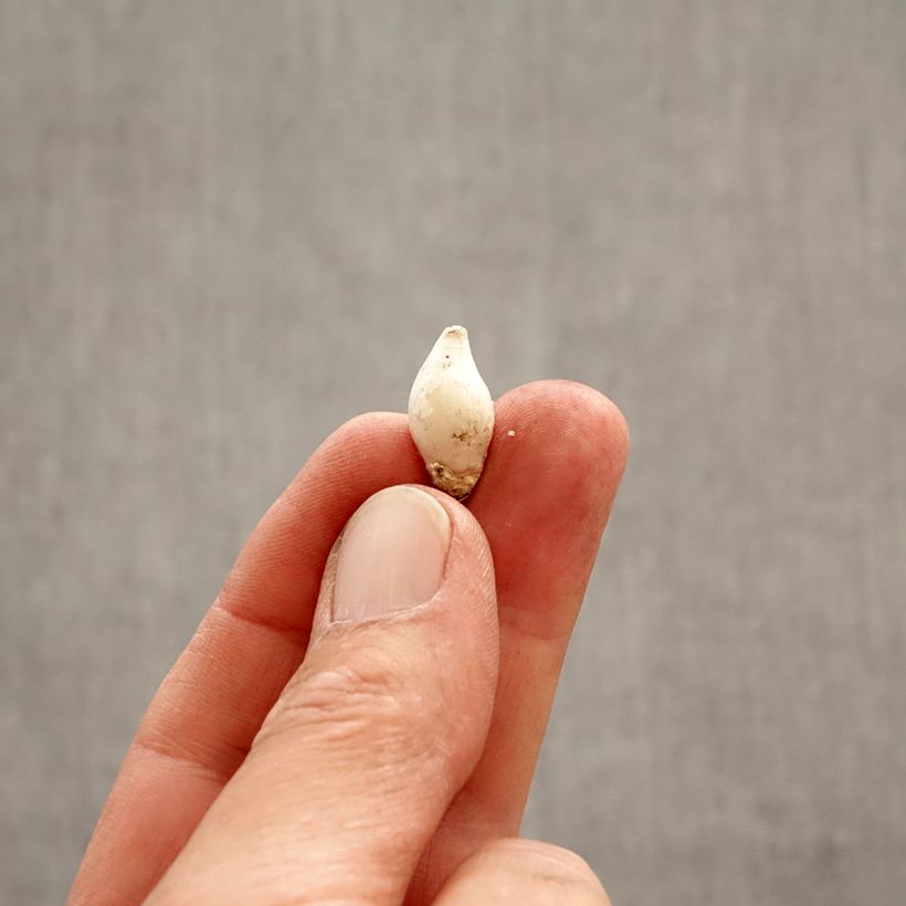 Exemplar von Ipheion uniflorum - Frühlingsstern Zwiebel Kaliber/Größe 4+ wie im Frühjahr geliefert