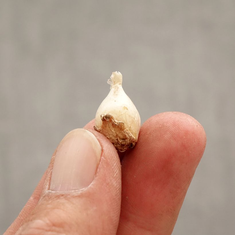 Exemplar von Ipheion uniflorum Froyle Mill - Frühlingsstern Zwiebel Kaliber/Größe I wie im Frühjahr geliefert