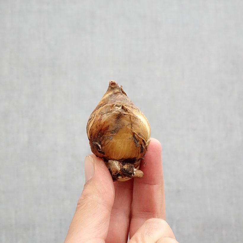 Exemplar von Iris aucheri - Aucher-Schwertlilie Zwiebel Kaliber/Größe I wie im Herbst geliefert