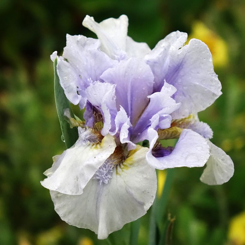 Iris Big Blue Eyes - Schwertlilie (Blüte)