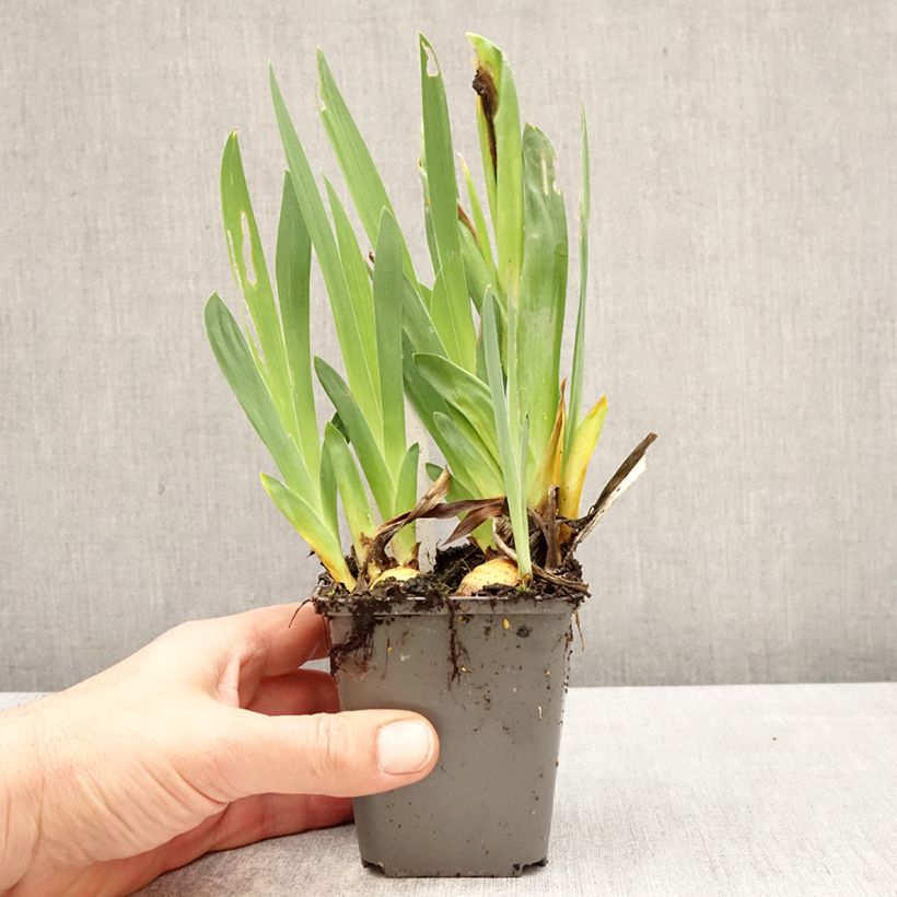 Exemplar von Iris Big Blue Eyes - Schwertlilie Kleine Töpfe von 8/9 cm wie im Frühjahr geliefert