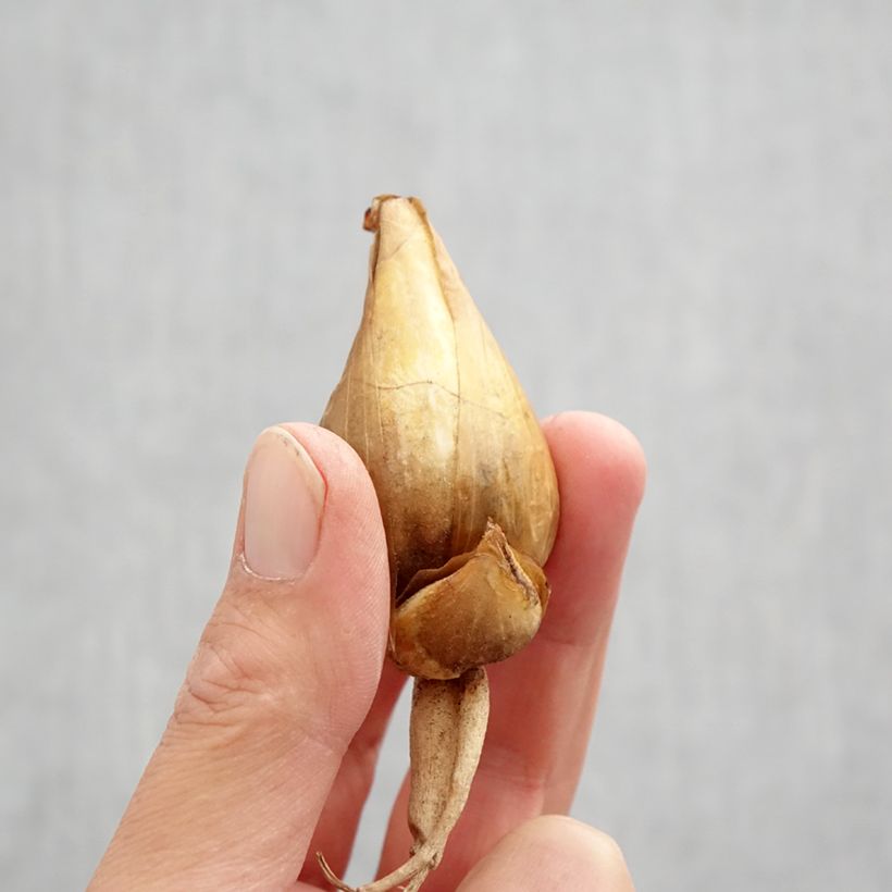 Exemplar von Iris bucharica - Buchara-Schwertlilie Zwiebel Kaliber/Größe I wie im Herbst geliefert