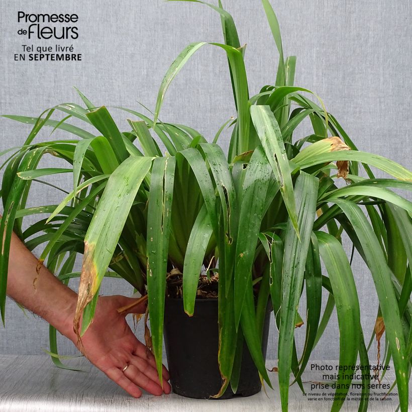Exemplar von Iris confusa Martyn Rix - Bambusiris Topf mit 3L/4L wie im Herbst geliefert