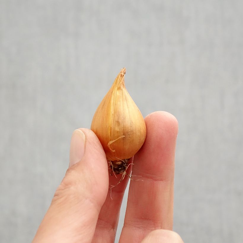 Exemplar von Iris hollandica - Holländische Schwertlilie Zwiebel Kaliber/Größe 9+ wie im Herbst geliefert