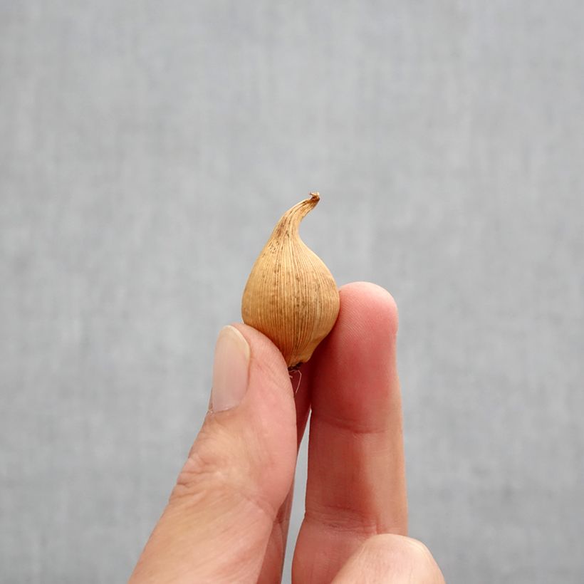 Exemplar von Iris hollandica Eye of the Tiger - Holländische Schwertlilie Zwiebel Kaliber/Größe 6+ wie im Herbst geliefert