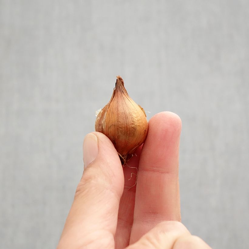 Exemplar von Iris hollandica Lion King - Holländische Schwertlilie Zwiebel Kaliber/Größe 7+ wie im Herbst geliefert