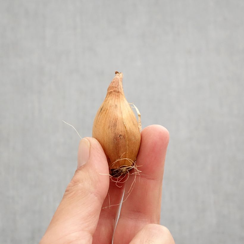 Exemplar von Iris hollandica Miss Saigon - Holländische Schwertlilie Zwiebel Kaliber/Größe 8+ wie im Herbst geliefert