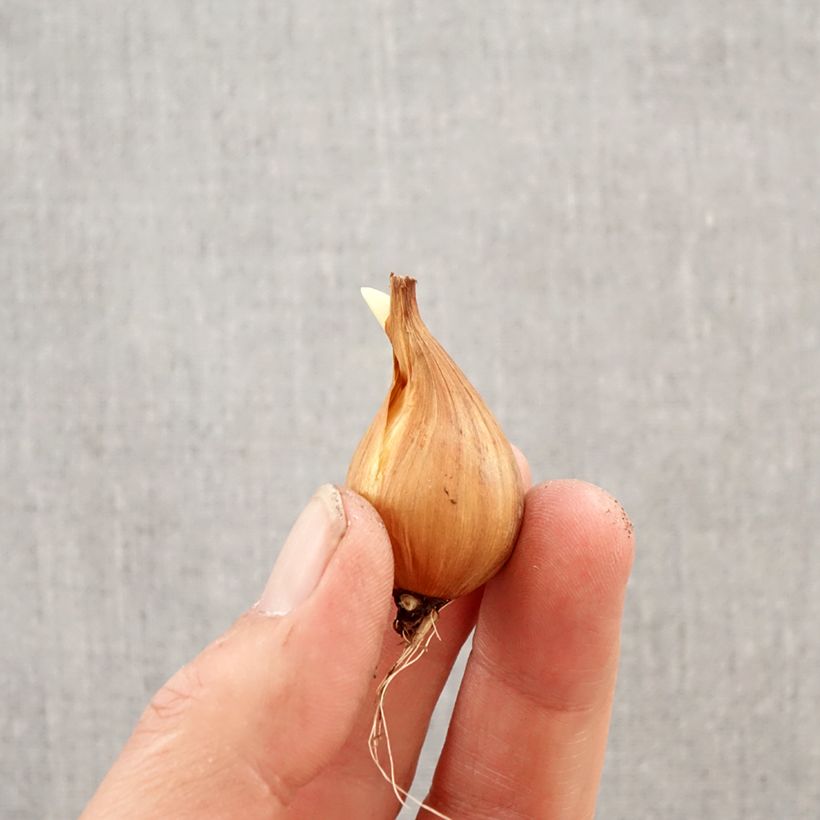 Exemplar von Iris hollandica Rosario - Holländische Schwertlilie Zwiebel Kaliber/Größe 8+ wie im Frühjahr geliefert