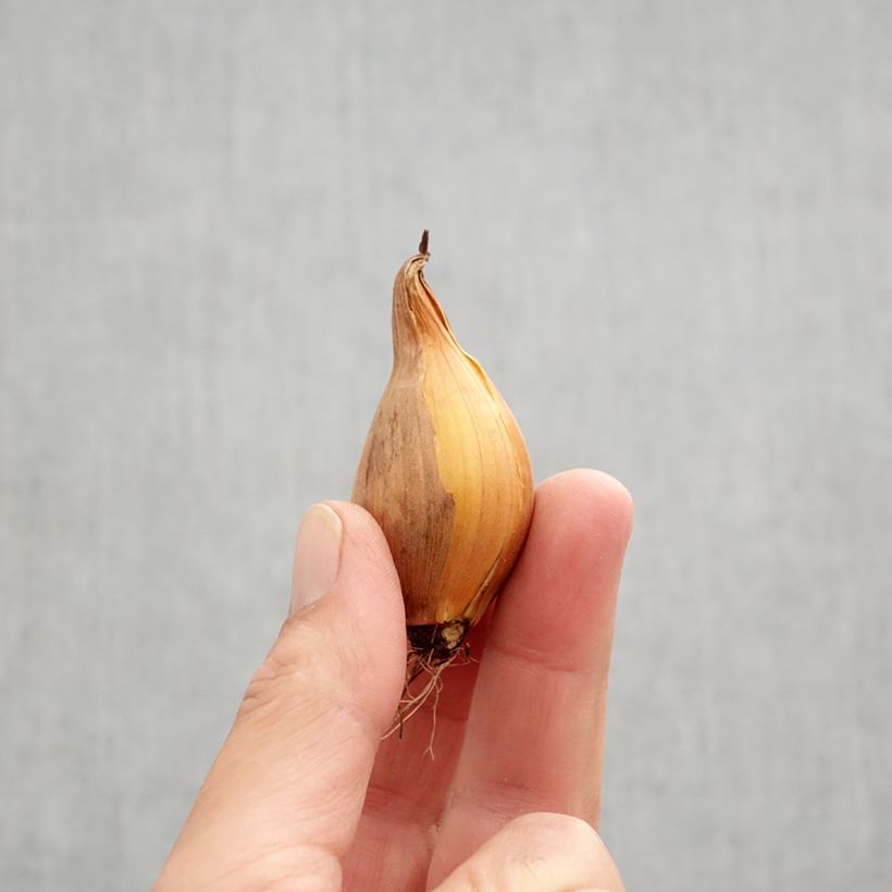 Exemplar von Iris hollandica Royal Yellow - Holländische Schwertlilie Zwiebel Kaliber/Größe 8+ wie im Herbst geliefert