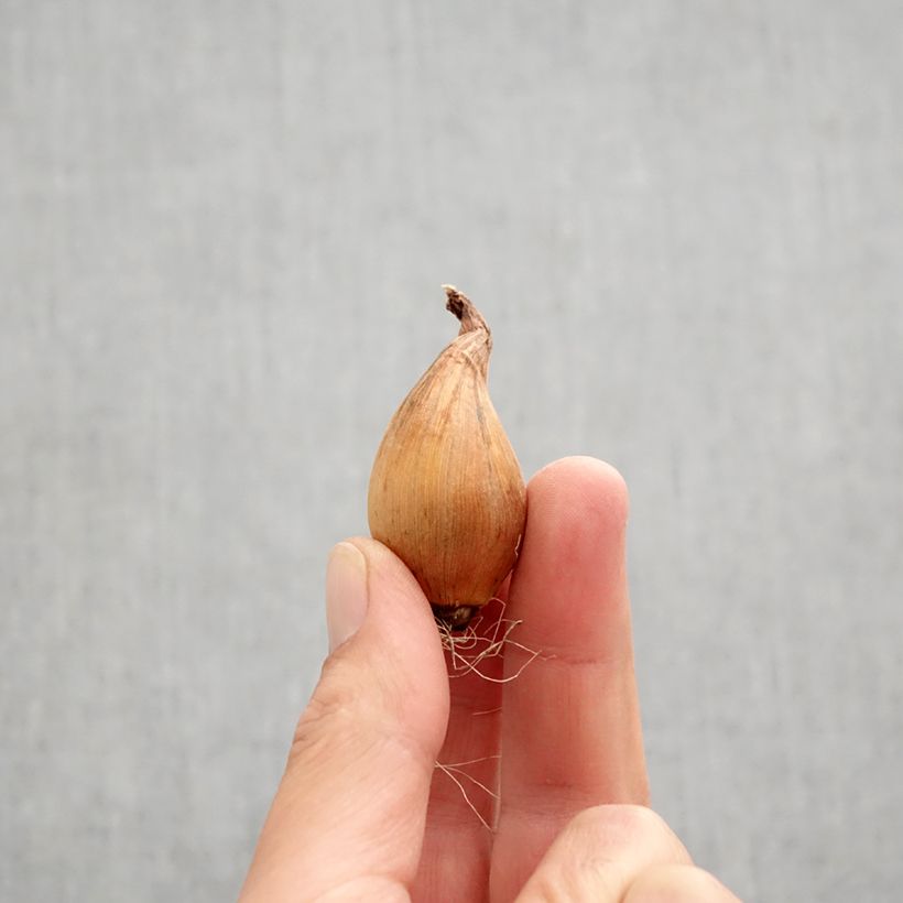 Exemplar von Iris hollandica Sapphire Beauty - Holländische Schwertlilie Zwiebel Kaliber/Größe 8+ wie im Herbst geliefert