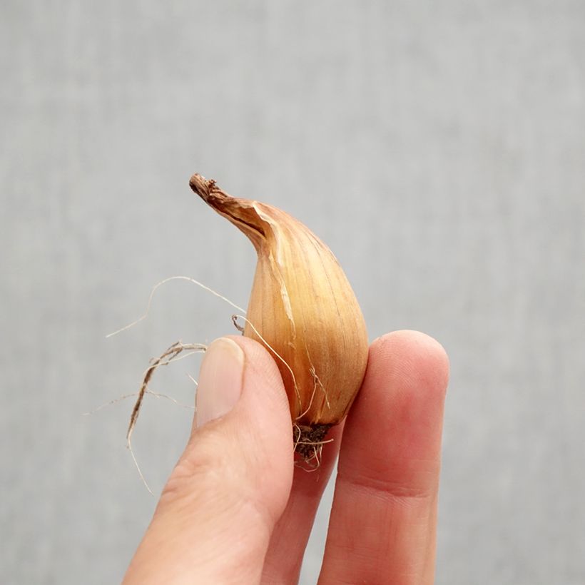 Exemplar von Iris hollandica Telstar - Holländische Schwertlilie Zwiebel Kaliber/Größe 8+ wie im Herbst geliefert