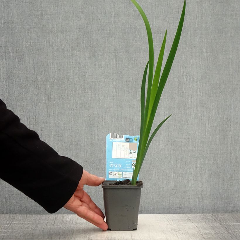 Exemplar von Iris louisiana Ann Chowning - Louisiana-Wasser-Iris Kleine Töpfe von 8/9 cm wie im Frühjahr geliefert