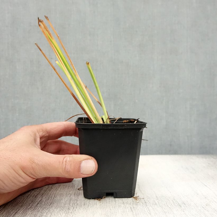 Exemplar von Iris sibirica Blue King - Sibirische Schwertlilie Kleine Töpfe von 8/9 cm wie im Herbst geliefert